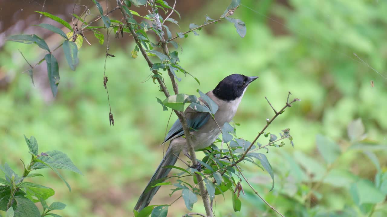 pájaro adulto de urraca de alas azules descansando en una rama de árbol delgada y volando lejos