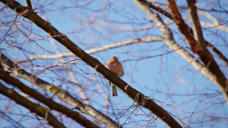 Orange-small-bird-with-thick-feathers-sits-on-a-branch-in-beautiful-spring-sun