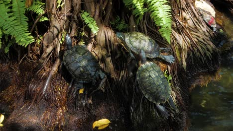 una pequeña bala de tres tortugas sentadas fuera del agua debajo de un árbol