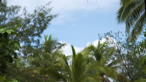 Humid-weather-in-a-green-lush-rainforest-while-raining-but-blue-sky-background