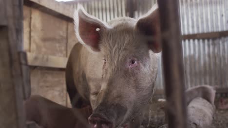 close up of pig and piglets on farm