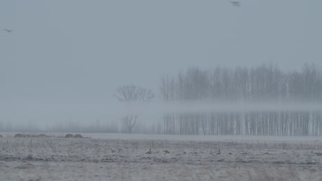 Gänse-Strömen-Während-Der-Frühjahrswanderung-In-Der-Frühen-Morgendämmerung,-Füttern-Und-Fliegen-Auf-Dem-Feld