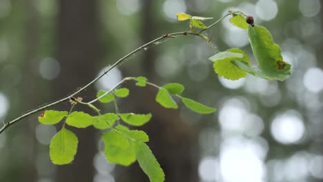 branch of a bush with a spider web