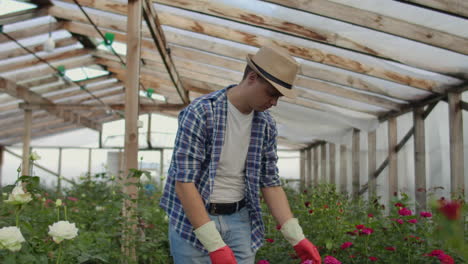 modern small flower growing business. colleagues florists work together with tablet computers in a greenhouse. 2 modern gardeners inspect flower buds together