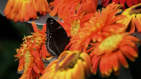 mariposa común eggfly bebiendo néctar de gerbera daisy