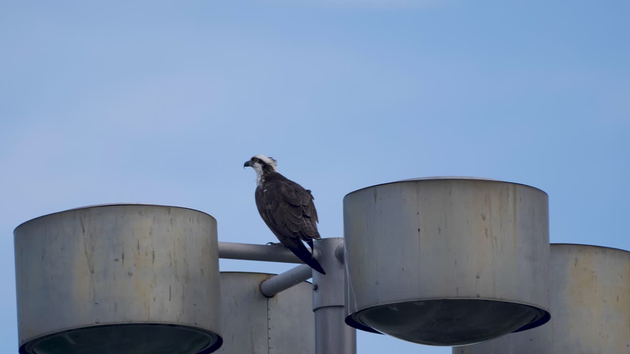 An osprey perches on a modern industrial structure, blending urban elements with natural wildlife in a striking juxtaposition