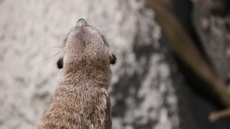 close up shot of cute meerkat watching around in nature - wild animal in focus