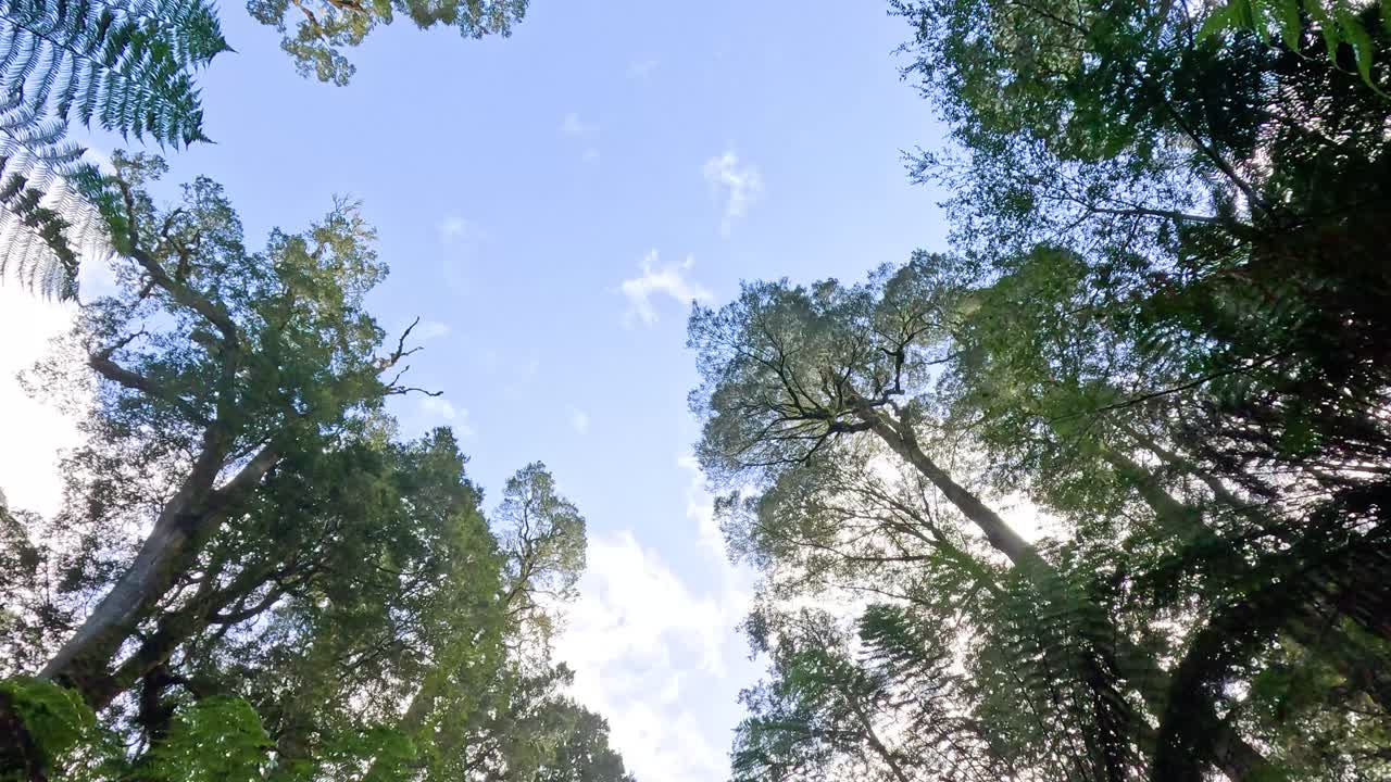 열대우림에서 하늘을 쳐다보는