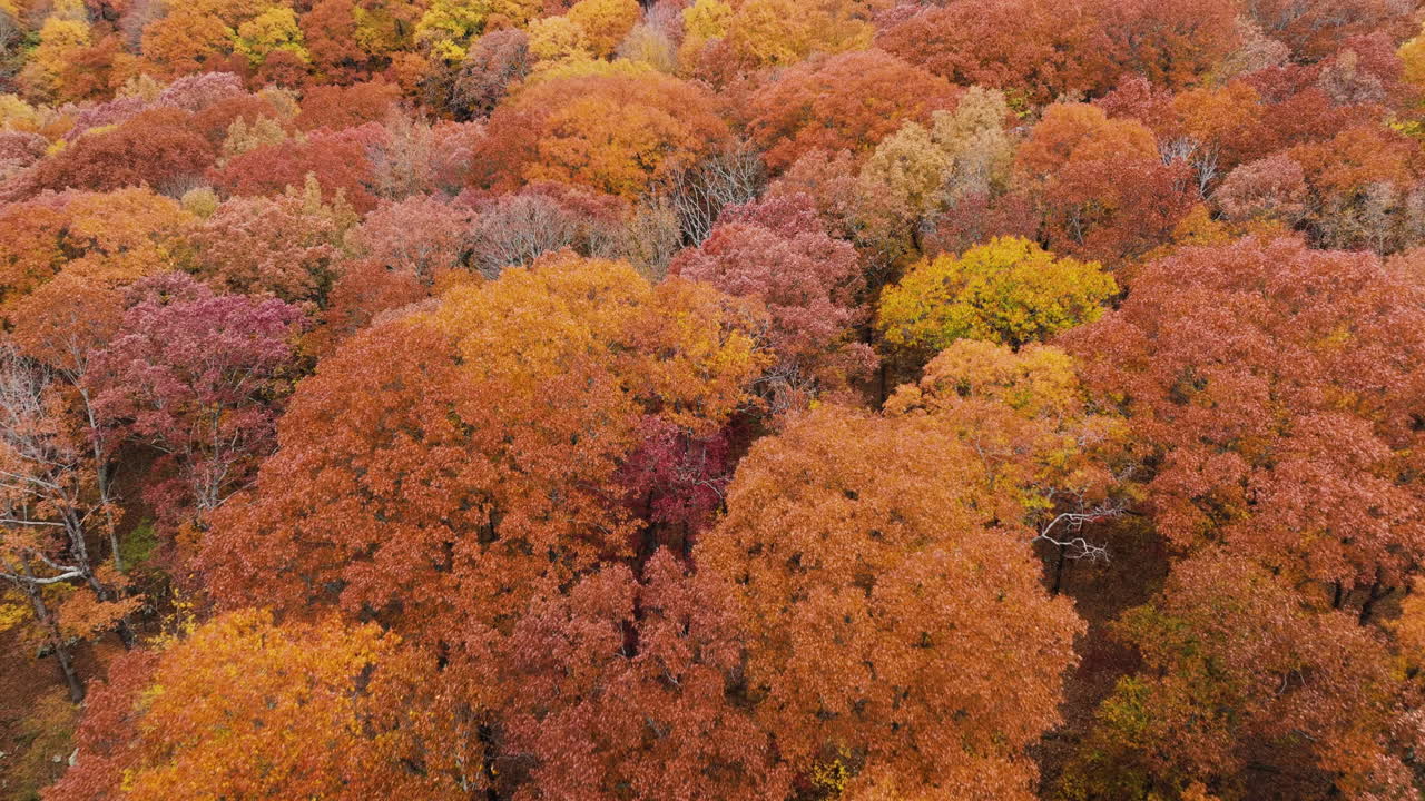Flying Over Orange Foliage Dense Trees In Autumn In Devil's Den State Park, Arkansas, USA - Drone Shot