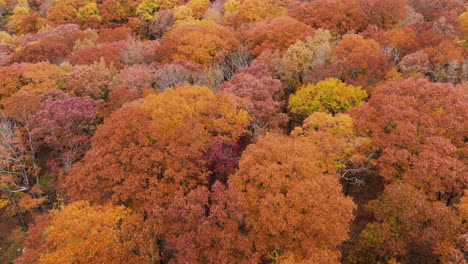 아칸소 주 데블스 덴 주립 공원 (devil's den state park, arkansas, usa) 에서 가을에 오렌지 잎자루가 밀집한 나무 위를 날아다니는 - 드론 촬영