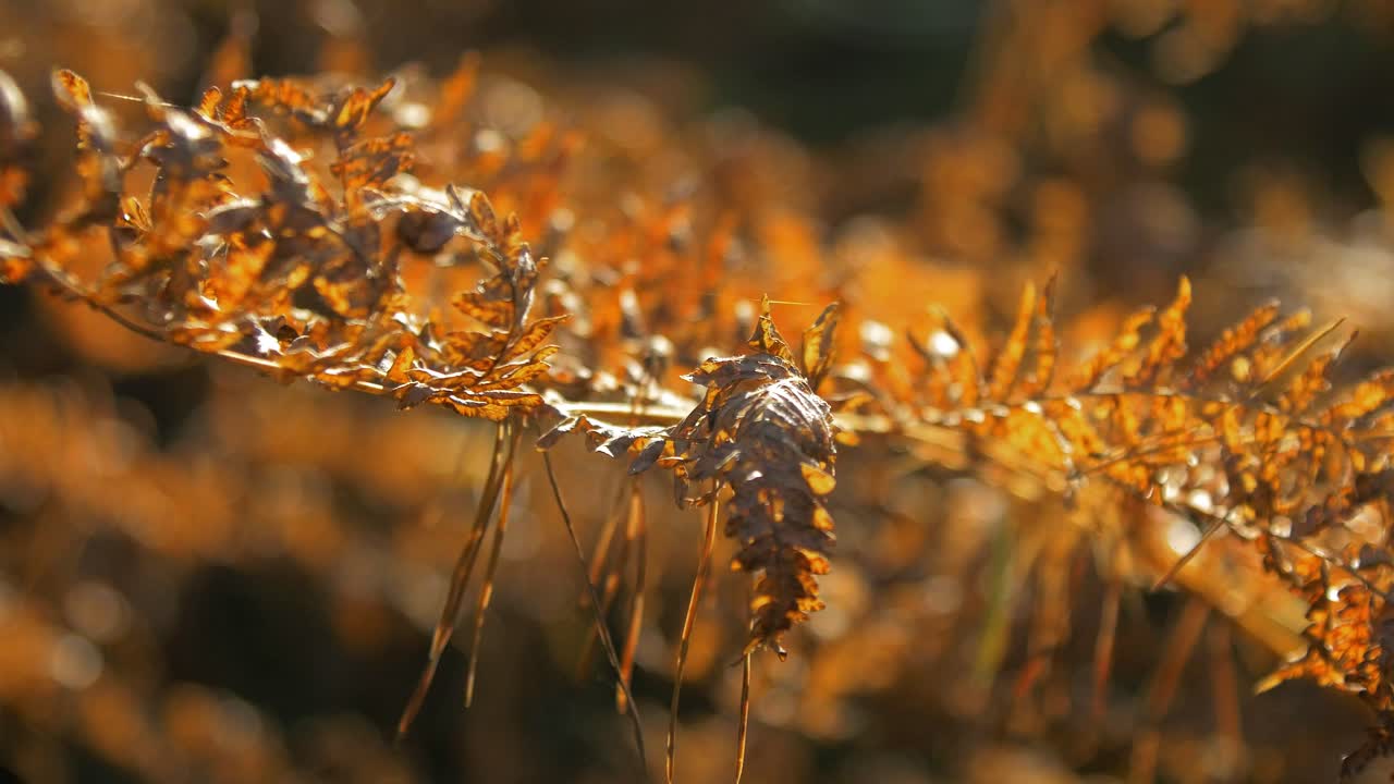 пожелтевшие сухие листья папоротника колышутся на ветру, сосновый лес осенью, осенняя природная концепция, малая глубина резкости, мистический фон леса, съемка с рук крупным планом