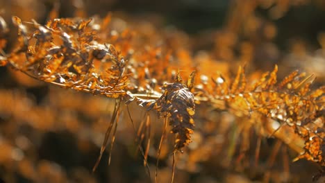 yellowed dry fern leaves swaying in wind, pine tree forest in autumn, autumn natural concept, shallow depth of field, mystical forest background, handheld closeup shot