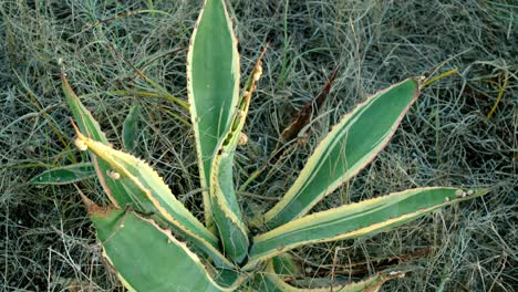 statick shot of a plant on the ground