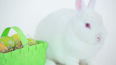 easter bunny with basket of egg