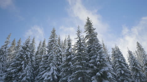 Blick-Nach-Oben-Auf-Schneebedeckte-Tannen-Im-Wind,-Sehr-Niedrige-Wolken,-Die-Sich-Schnell-Bewegen