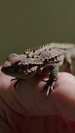 close-up of a small lizard held in a human hand