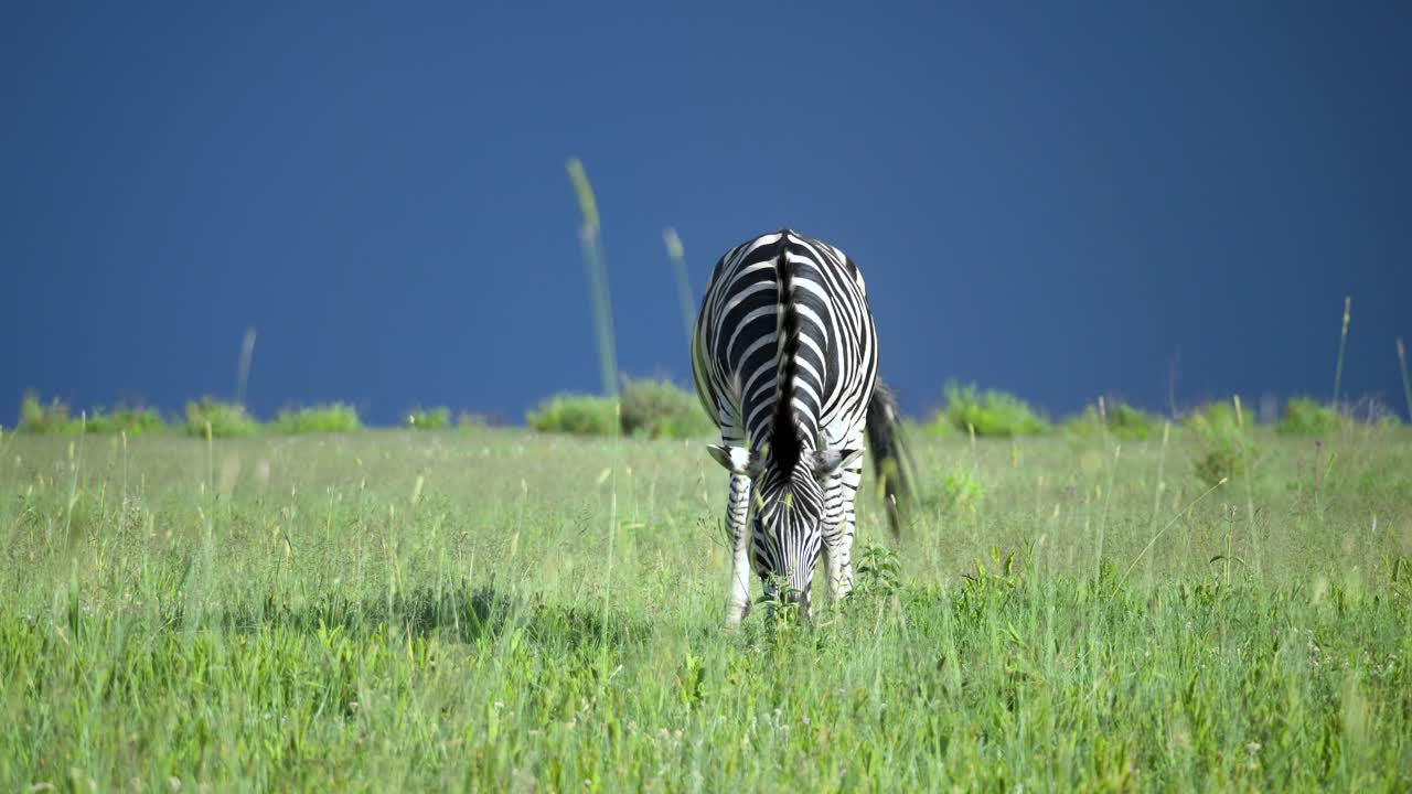 Zebra solitaria delle pianure che pascola in un paesaggio erboso verde