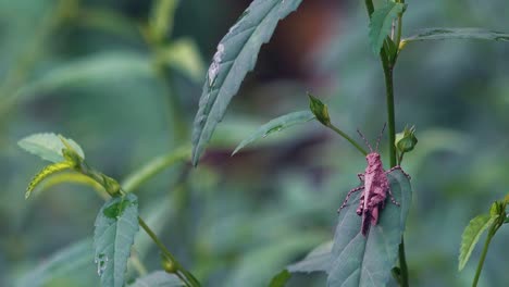 Closeup-of-Grasshopper-on-Leaf