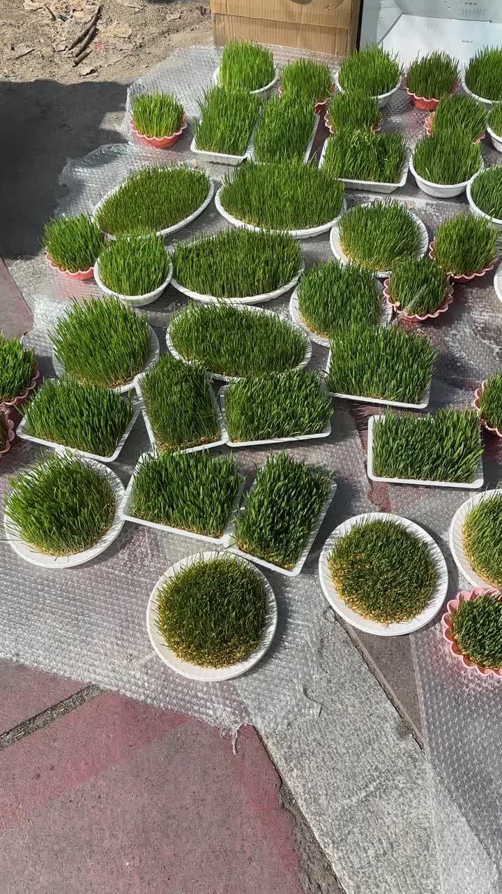 New Year urban design in spring Nowruz ceremony growing wheat sprout green in Tajrish bazaar Iran traditional vivid egg decoration colorful festive garden holiday sunny outdoors landscape celebration