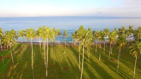 Flying-Over-Palm-Trees-and-Out-to-Sea