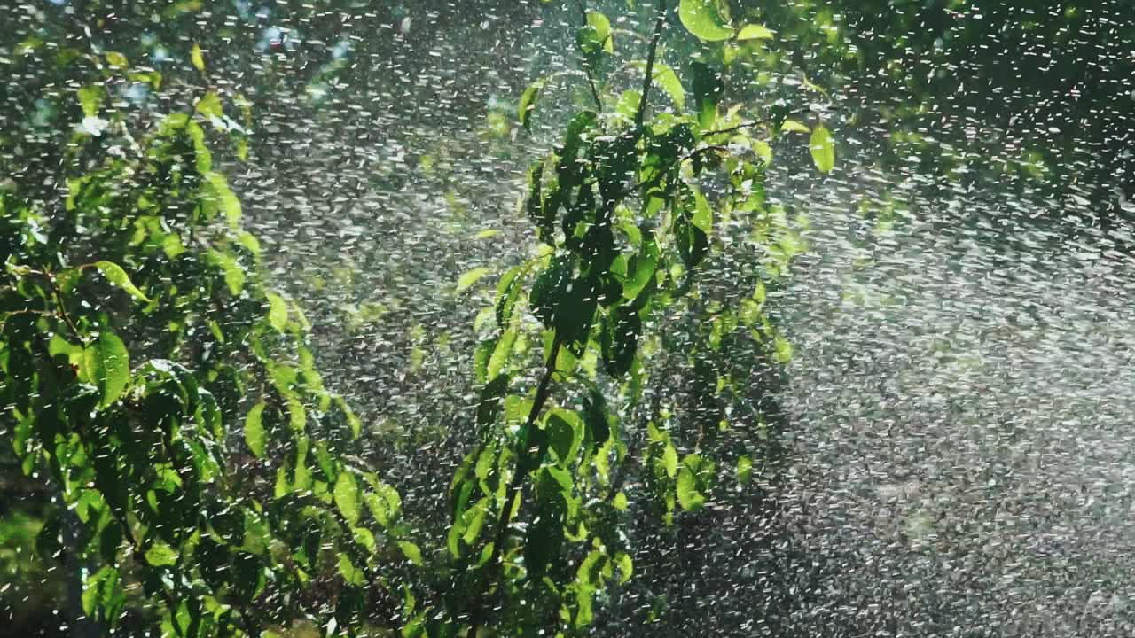 Garden Irrigation. Automatic sprinkler watering system for plants and lawn. Slow motion.
