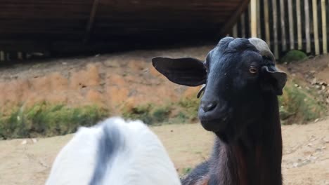 goats in a farm setting