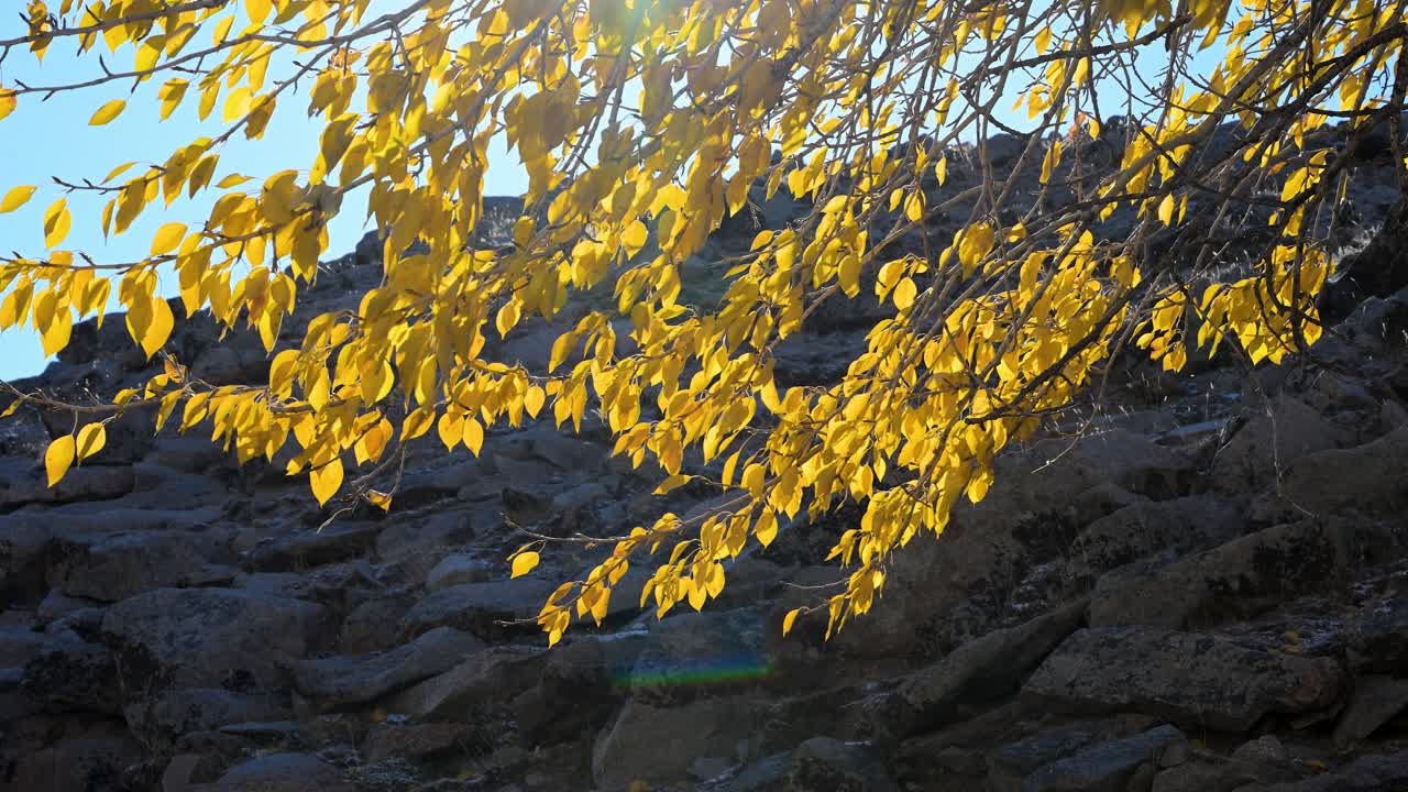 Sunlit, golden autumn foliage on a tree in Mongolia creates a vivid contrast against the deep blue sky and a dark, rocky backdrop. A scene of vibrant seasonal color