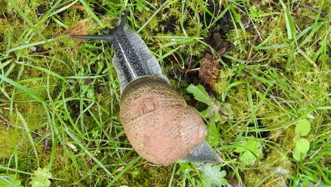 Closeup-of-snail-sliding-on-grass-and-moss-,-spiral-house-shell