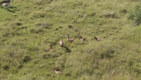 Drohnenaufnahmen-Einer-Nyala-Antilopenherde,-Die-In-Freier-Wildbahn-Im-Sommergras-Liegt