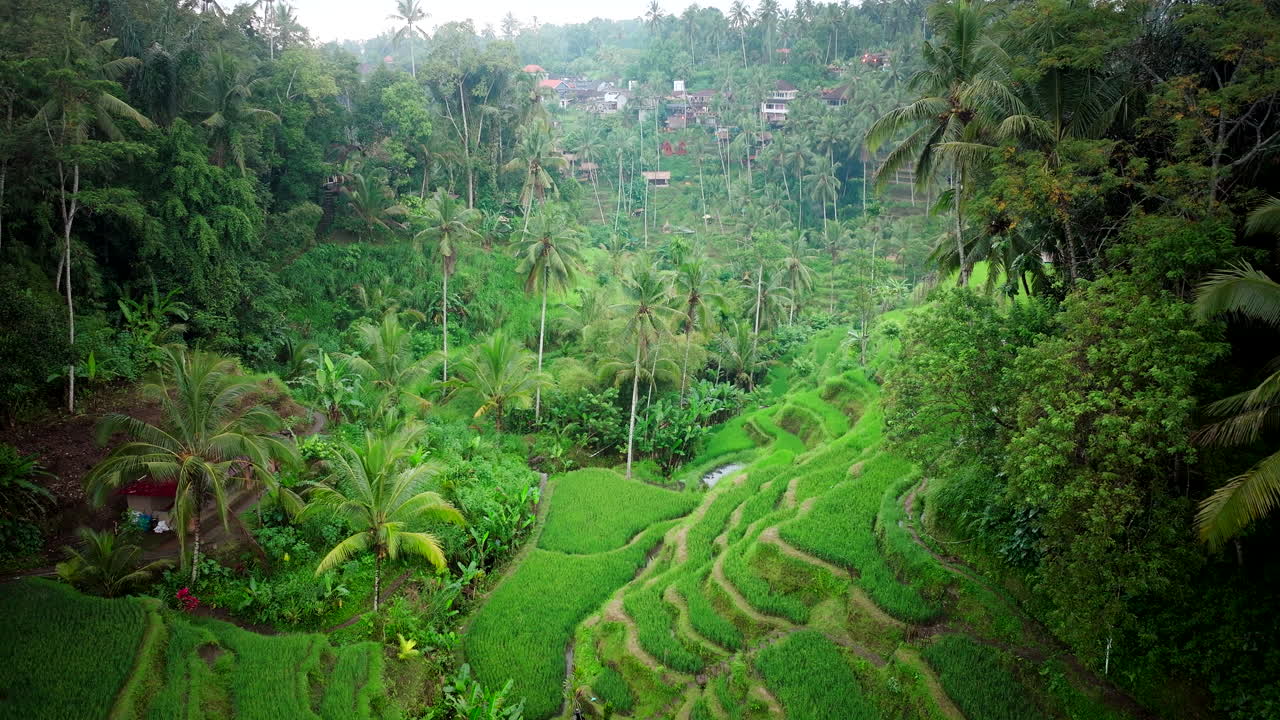 vista aérea de las terrazas de arroz en bali - patrimonio de la humanidad de la unesco, indonesia