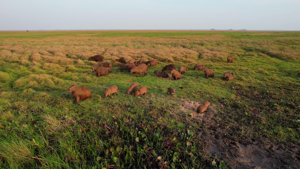 A peaceful scene of a capybara herd at sunrise, showcasing the natural behavior of the world's largest rodent in its environment