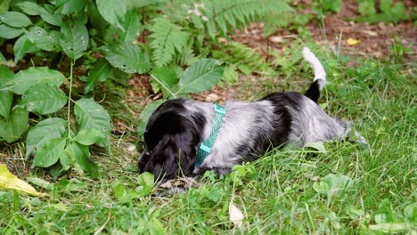 cute spaniel puppy dog abandons peach pit in grass, fixed soft focus