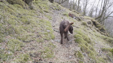 chocolate flat coated retriever female dog walking up a trail on a small hill