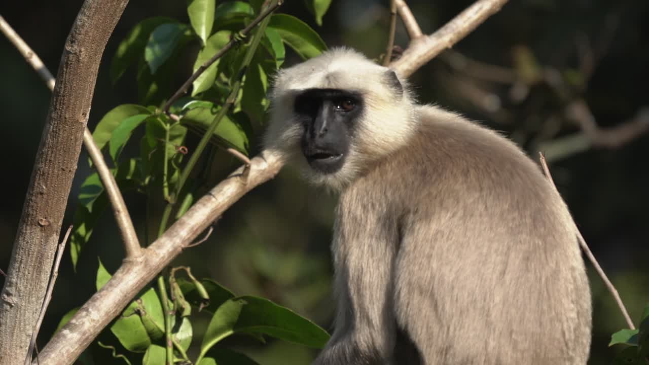 un langur gris sentado en un árbol y comiendo hojas en el parque nacional de chitwan en nepal