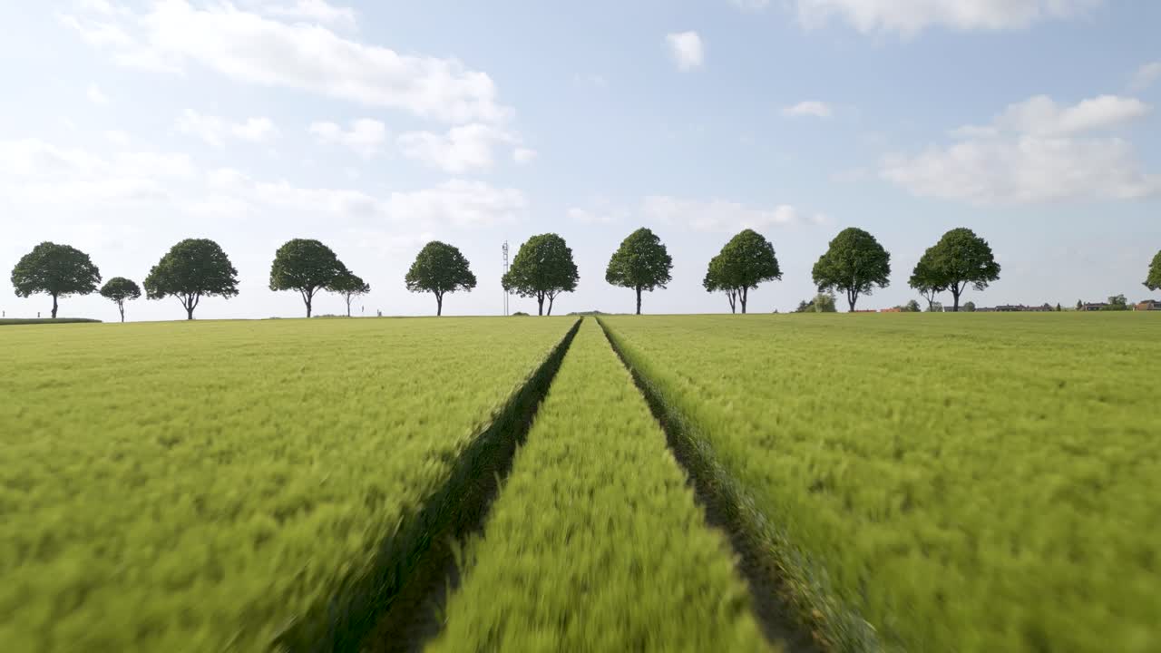Low aerial dolly overhead a wheat field with tractor lines and perfect trees in Germany