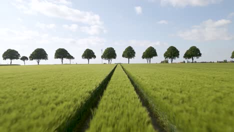 low aerial dolly overhead a wheat field with tractor lines and perfect trees in germany