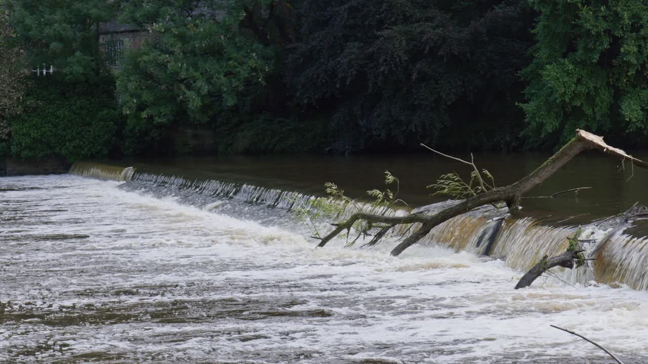 Strong resilient salmon or sea trout leaping up a fast flowing waterfall on the River Wear Durham to spawn upstream