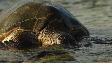 la tortuga envejecida levanta la cabeza fuera del agua para respirar aire