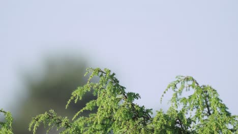 Tree-pipit-bird-standing-on-branch-tree-against-blurred-sky-then-leaves,-day