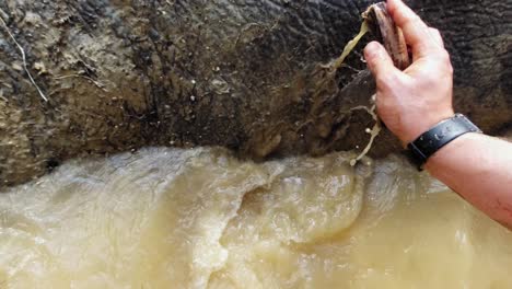 Vista-De-Cerca-De-La-Mano-De-Un-Hombre-Frotando-El-Cuerpo-De-Un-Elefante-Con-Un-Cepillo-Pequeño-En-El-Agua-De-Barro-En-El-Parque-Nacional-De-Khao-Sok,-Tailandia---Tiro-De-Cerca