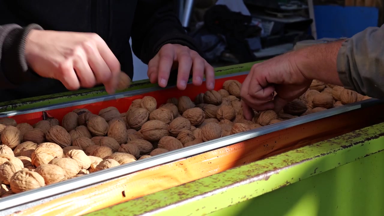 Workers manually sort harvested walnuts on a conveyor belt during quality control in a walnut processing line.