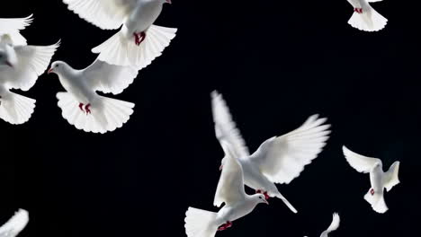 white doves in flight