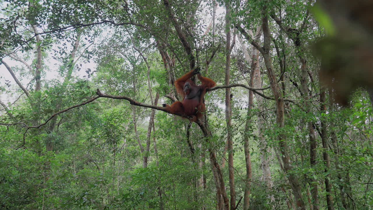 Orangutan in the Rainforest
