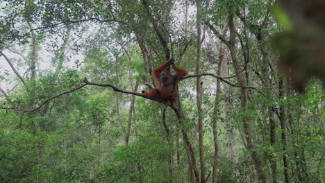 orangutan in the rainforest