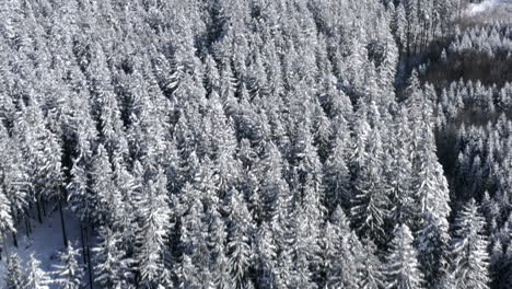 deep coniferous forests below a high mountain in winter,snow,czechia