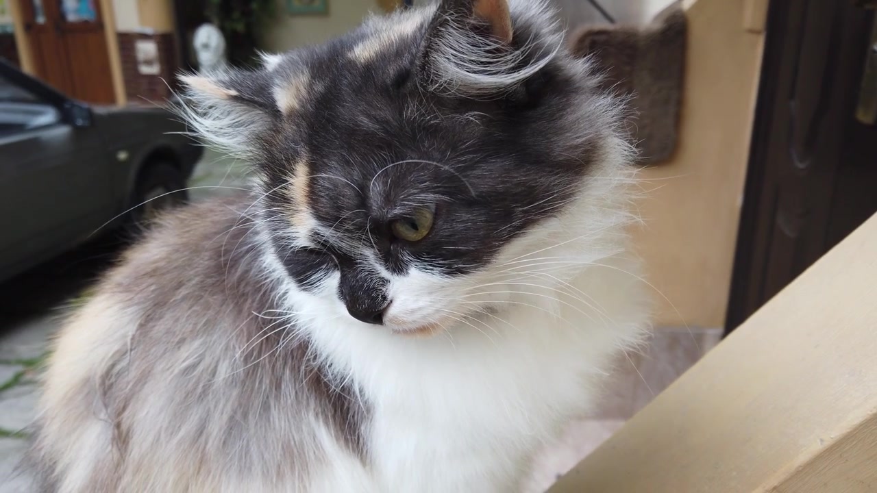Il gatto vicino alla casa. Pulire la lana