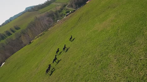 playful dark horses herd canters along hill slope to farm