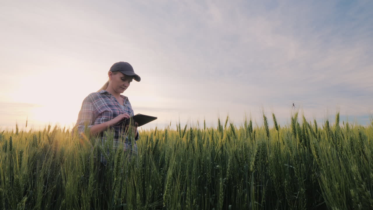 Agricultora de Meia-Idade Trabalhando em um Campo de Trigo, Analisando Dados em um Tablet