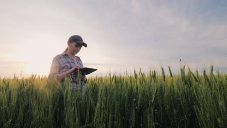 Agricultora-De-Mediana-Edad-Trabajando-En-Un-Campo-De-Trigo-Mirando-Datos-En-Una-Tableta