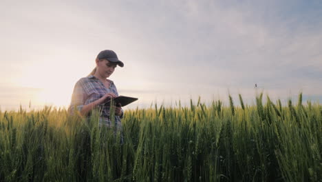 agricultora de mediana edad que trabaja en un campo de trigo mirando datos en una tableta